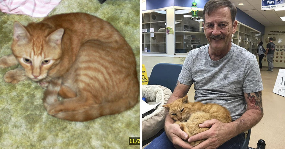 Se reúne con su gato perdido por 14 años
