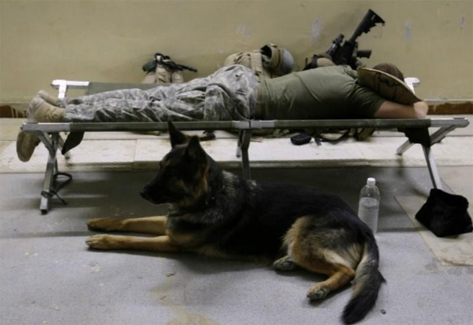 Soldado y perro Soldado y perro