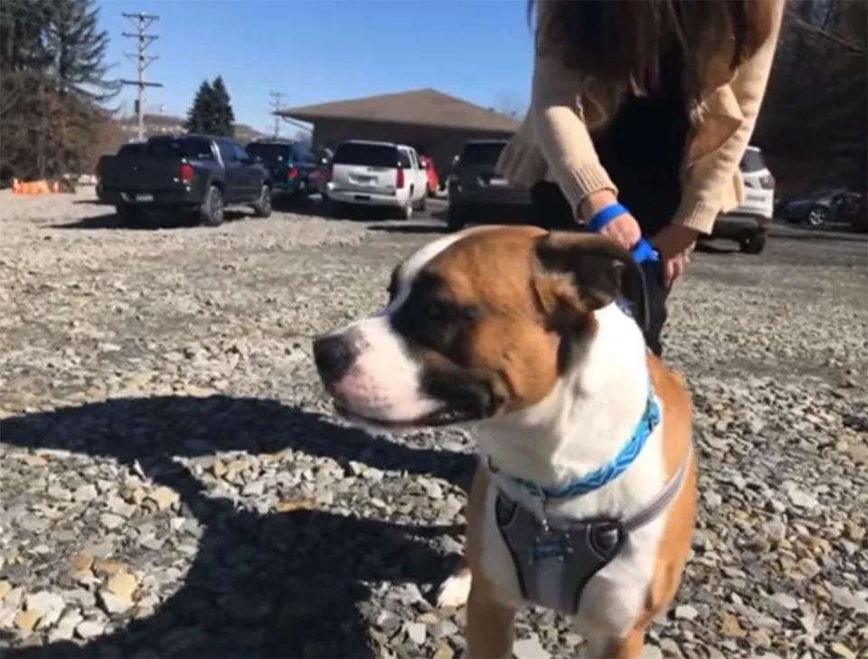 Tank perro rescatado