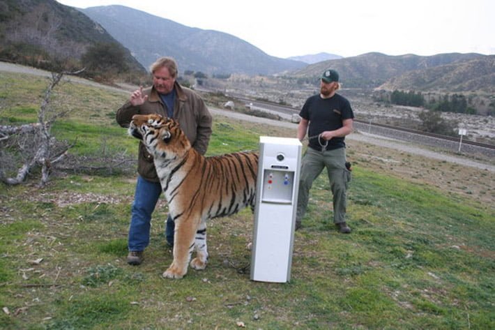 Tigre maltratado Tigre maltratado