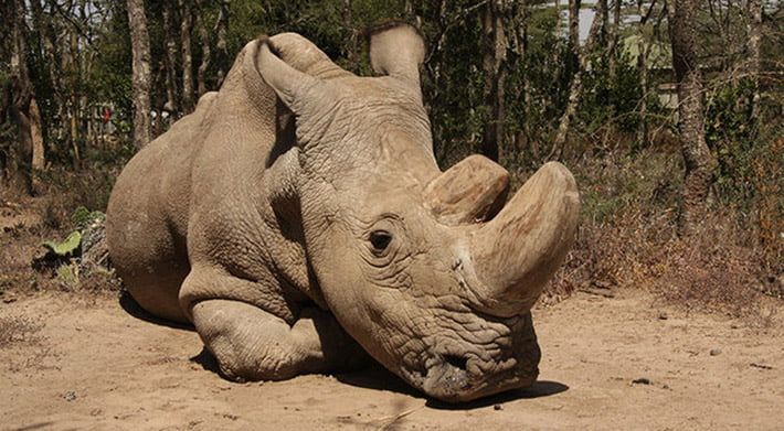 Último rinoceronte blanco del norte macho esta enfermo