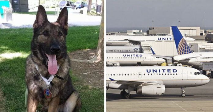 United Airlines envÃ­a a un perro por error a Japon