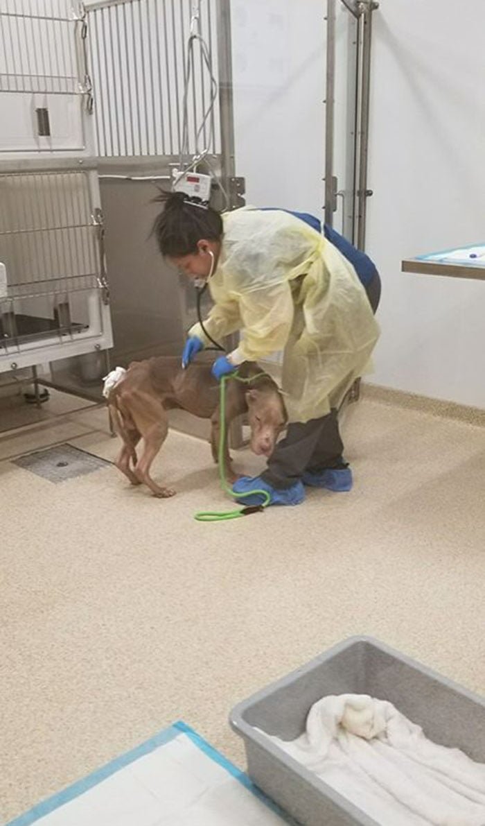 Veterinaria Veterinaria