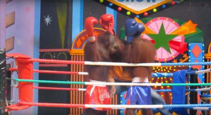 ZoolÃ³gico hace pelear orangutanes en el ring de boxeo