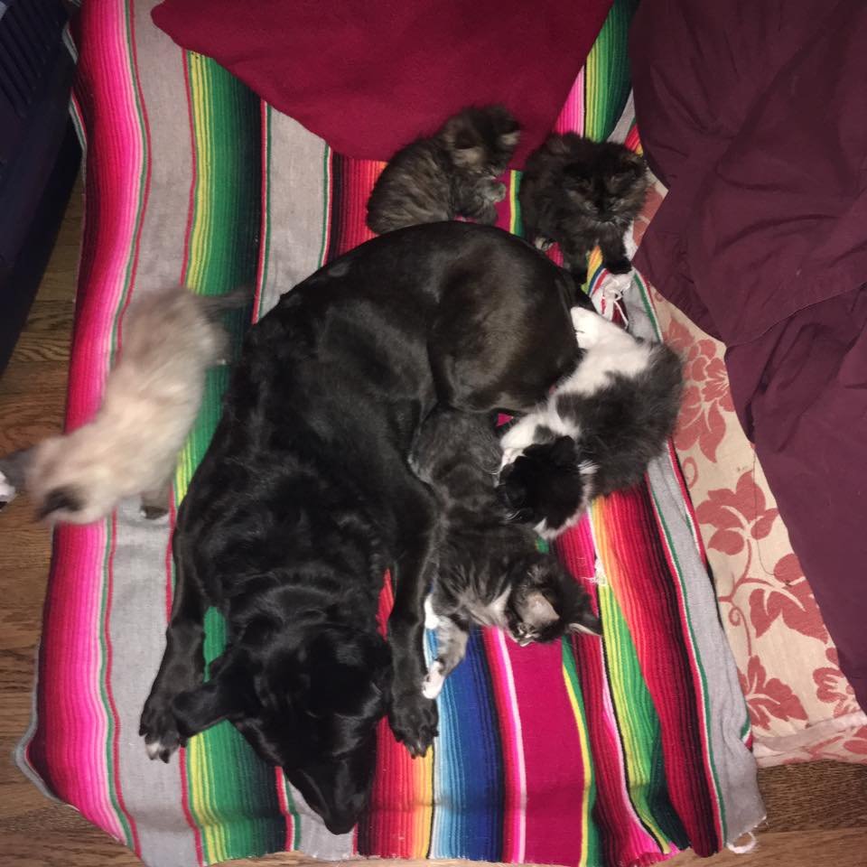 Zuca y gatitos