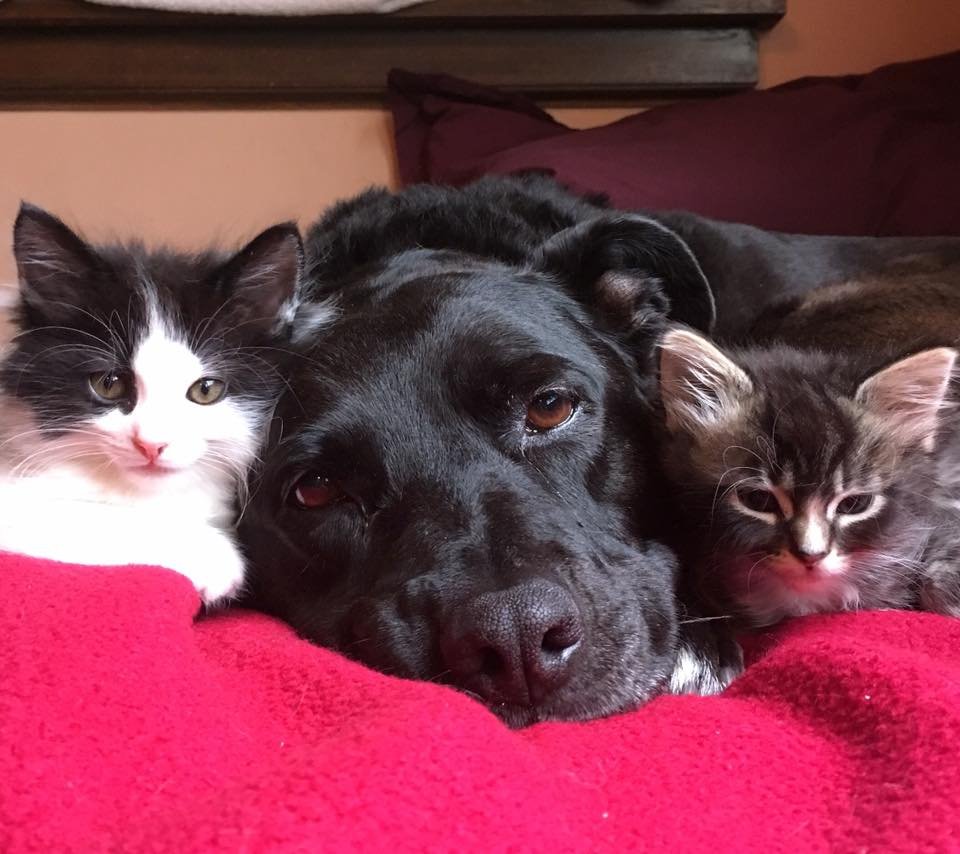 Zuca y sus gatos