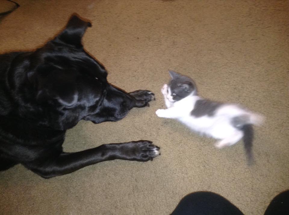 Zuca y un gato