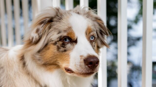 Retrato de un pastor australiano azul mirlo de siete meses, con un ojo azul