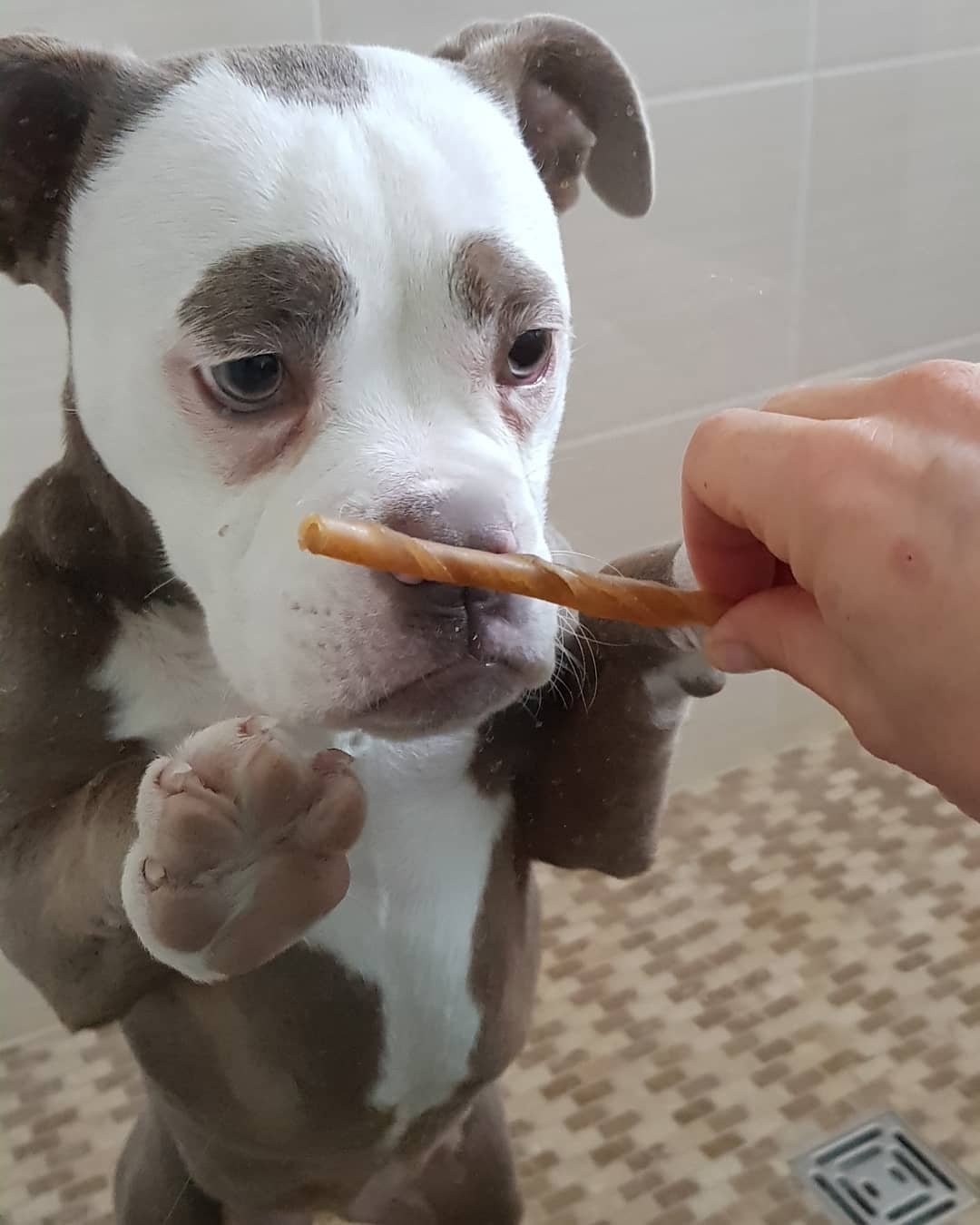 Cachorro con cara triste