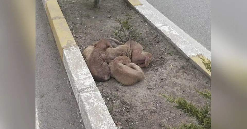 Cachorros sin hogar se abrazan juntos en medio de una carretera