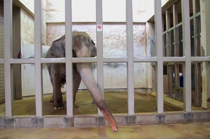 Elefante deprimido encerrado por 29 aÃ±os