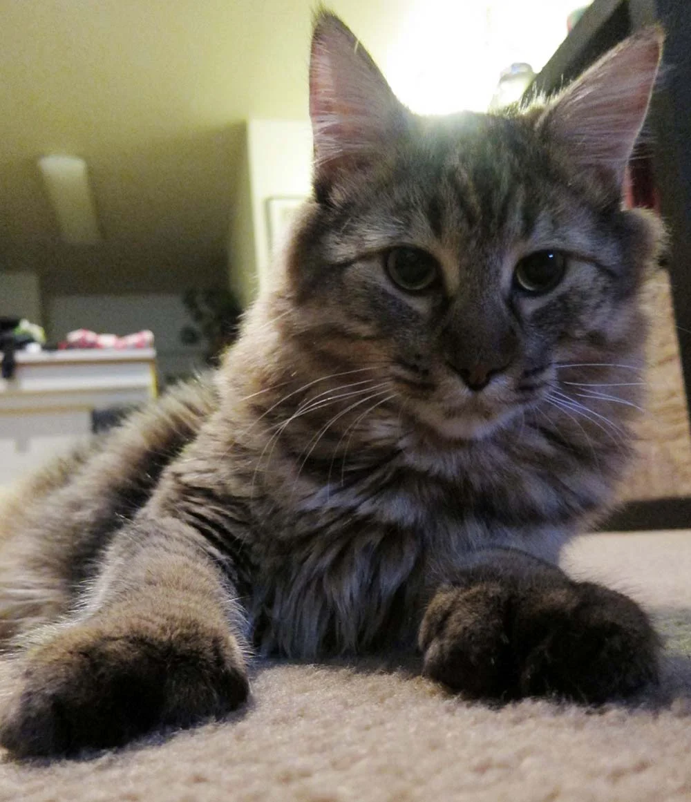 Gato de raza pixie bob