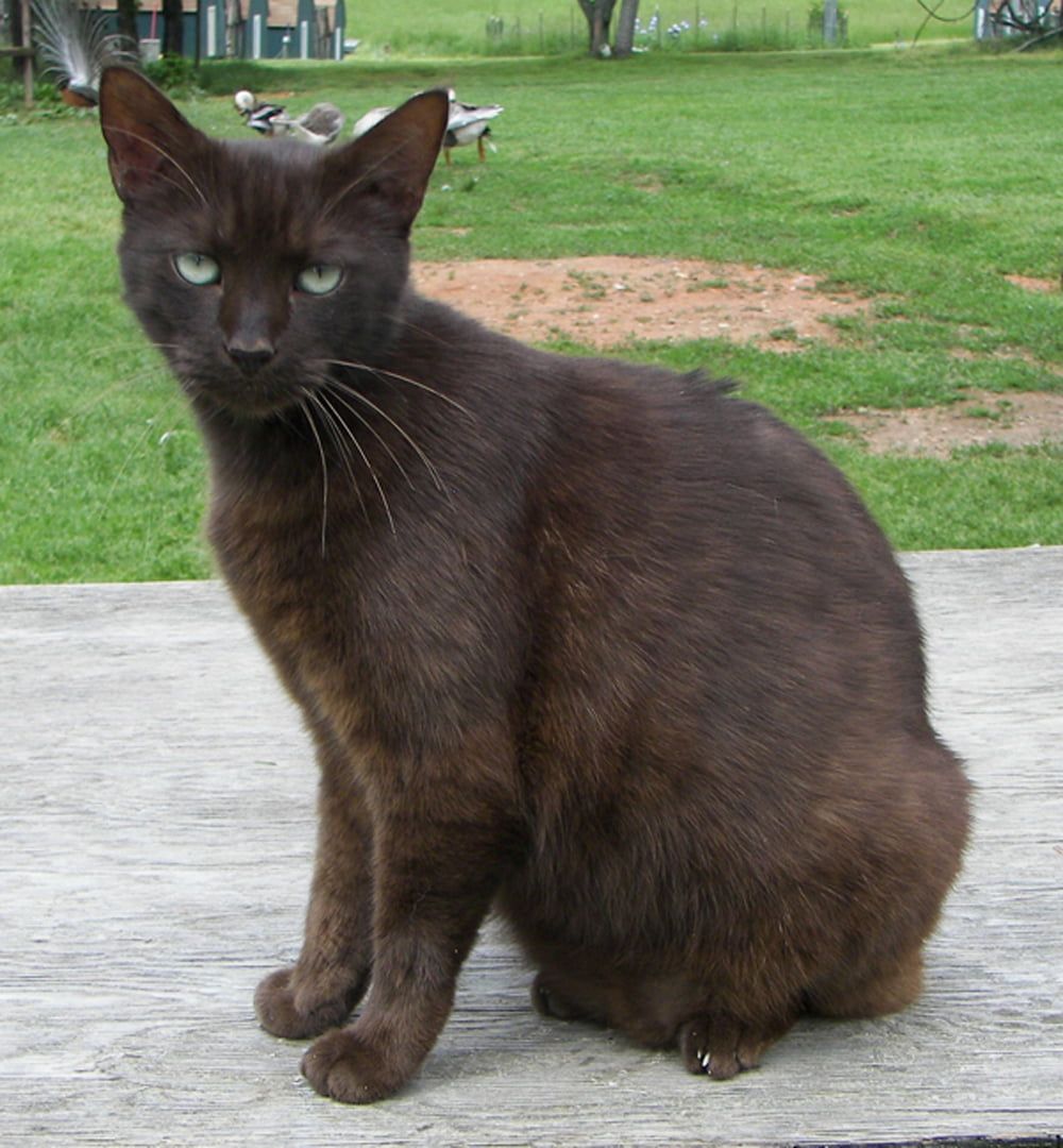 Gato habana brown