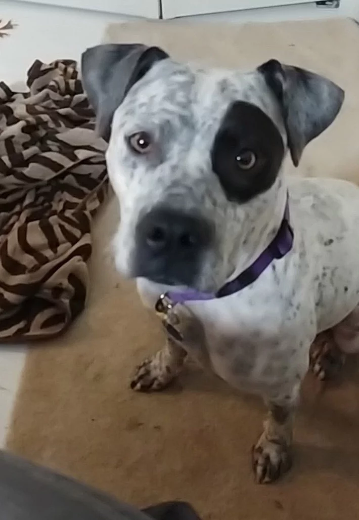 Este perro no puede dejar de temblar de emoción después de reunirse con su familia 1 JoJo
