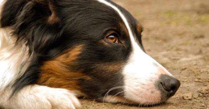 La enfermedad de lyme en perros