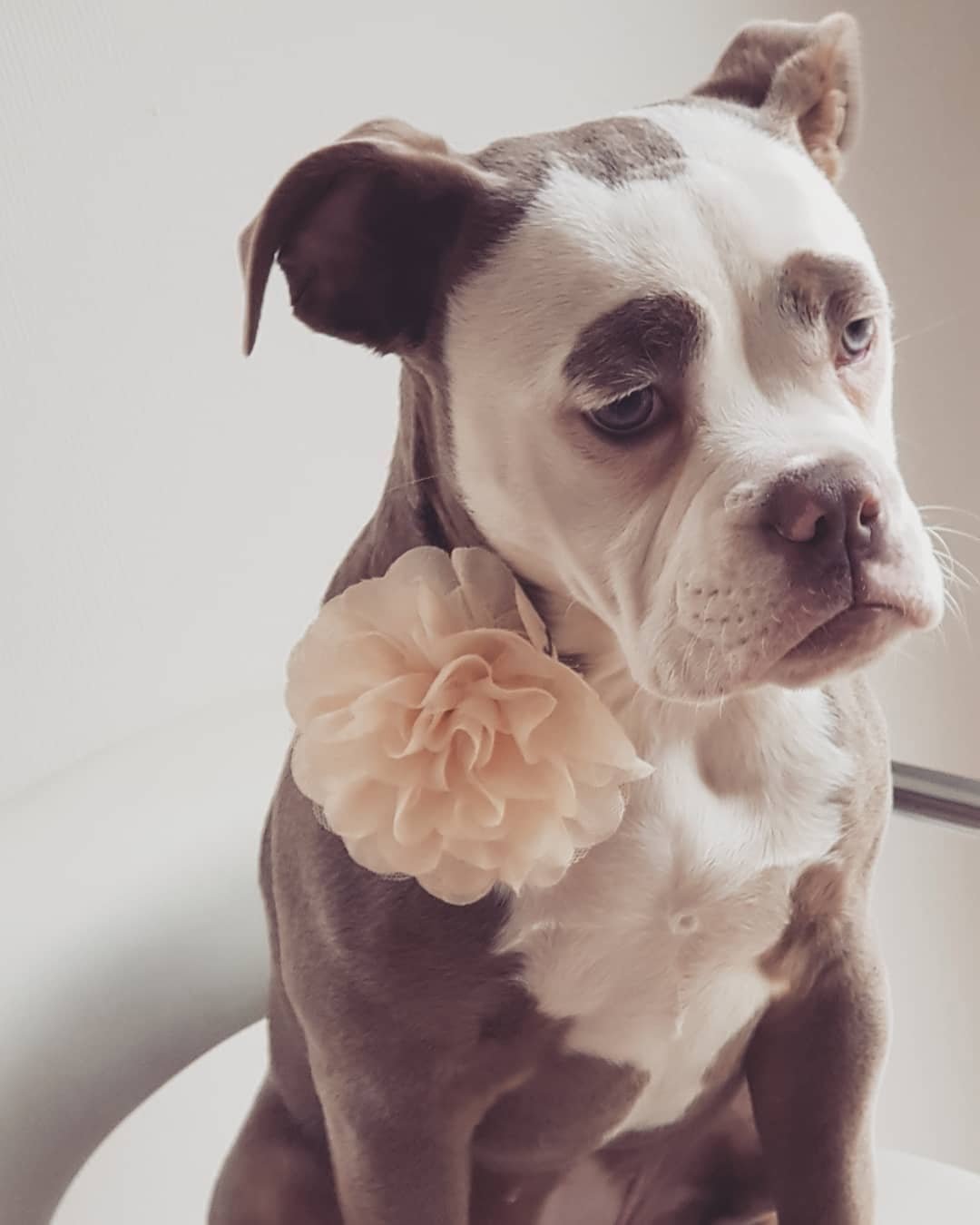Madame Eyebrows con una flor