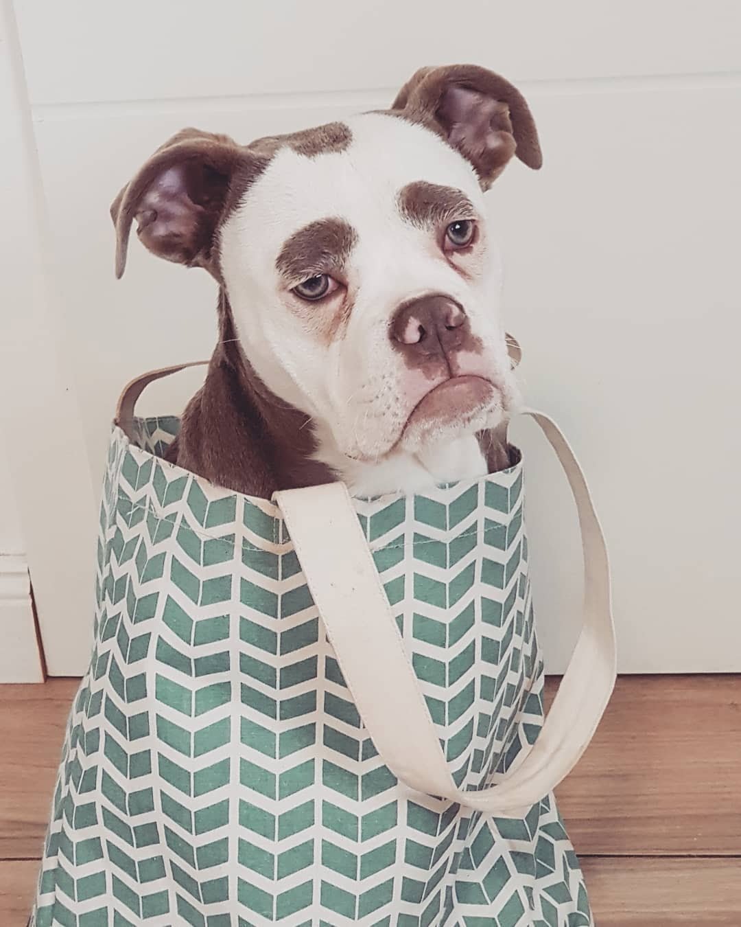 Madame Eyebrows en una bolsa