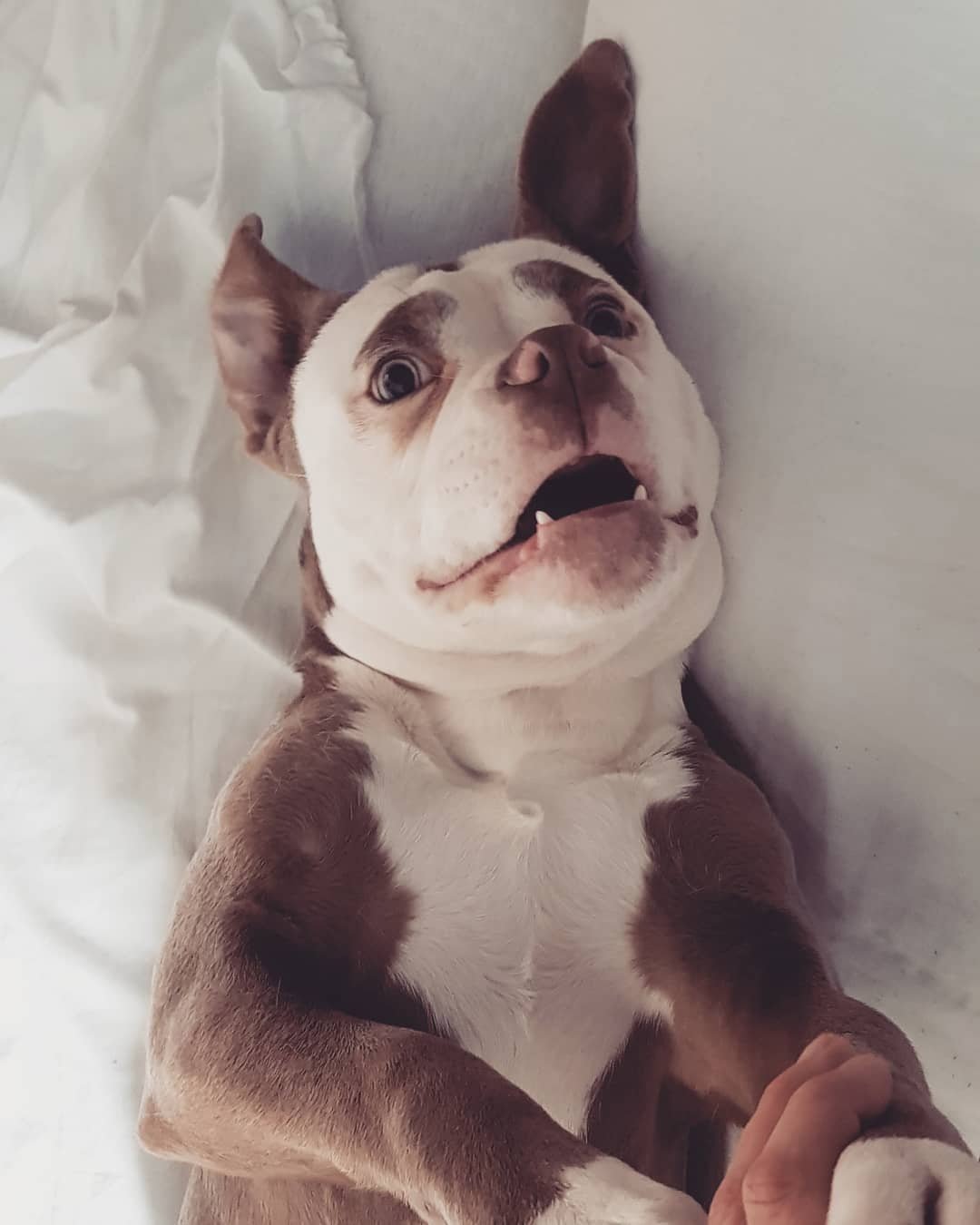 Madame Eyebrows feliz