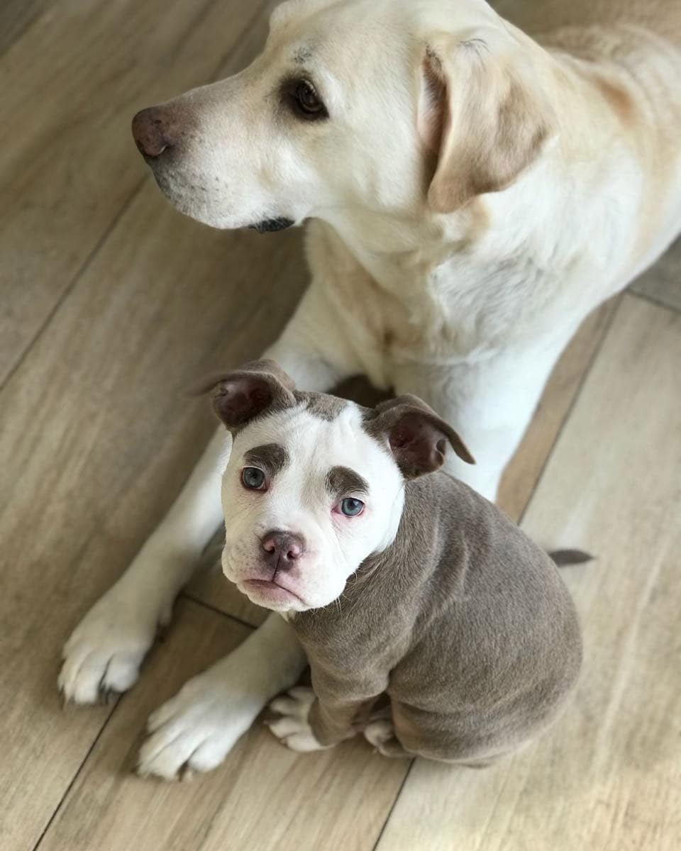 Madame Eyebrows y su hermano