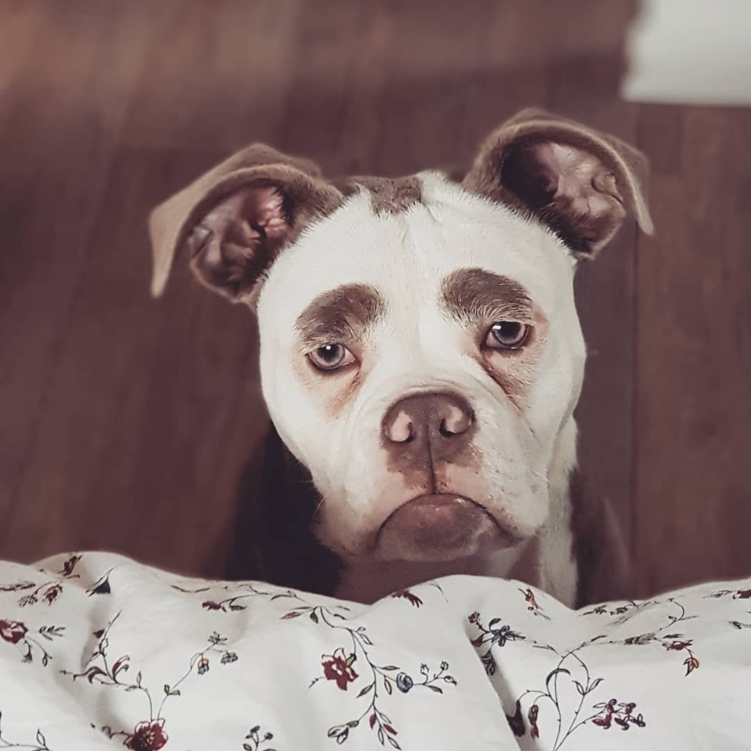 Madame Eyebrows