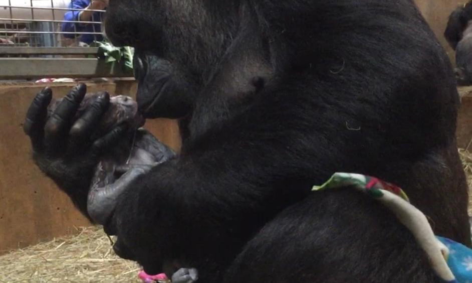 Imágenes adorables muestran a una gorila acunando y besando a su bebé recién nacido 1 Mamá gorila besando a su bebé recién nacido