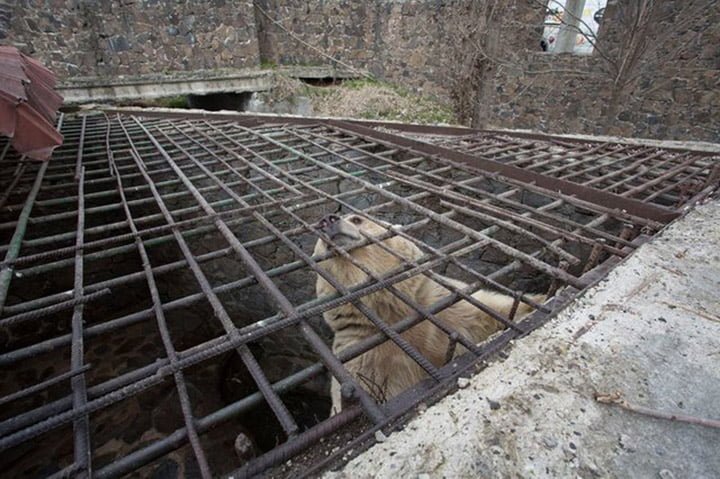 Oso encerrado 9 años Oso encerrado 9 años
