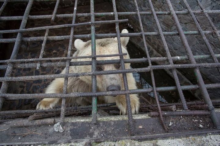 Oso es liberado Oso es liberado