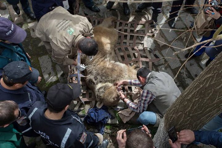 Oso es rescatado en Armenia Oso es rescatado en Armenia