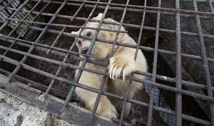 Oso estuvo encerrado por 9 años es liberado