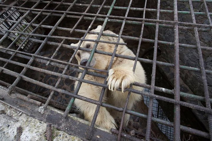 Oso vivió encerrado 9 años