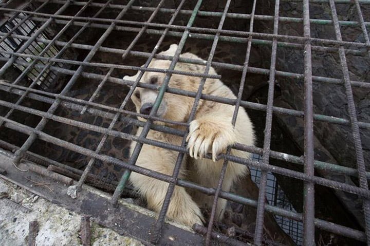 Oso vivió encerrado 9 años Oso vivió encerrado 9 años