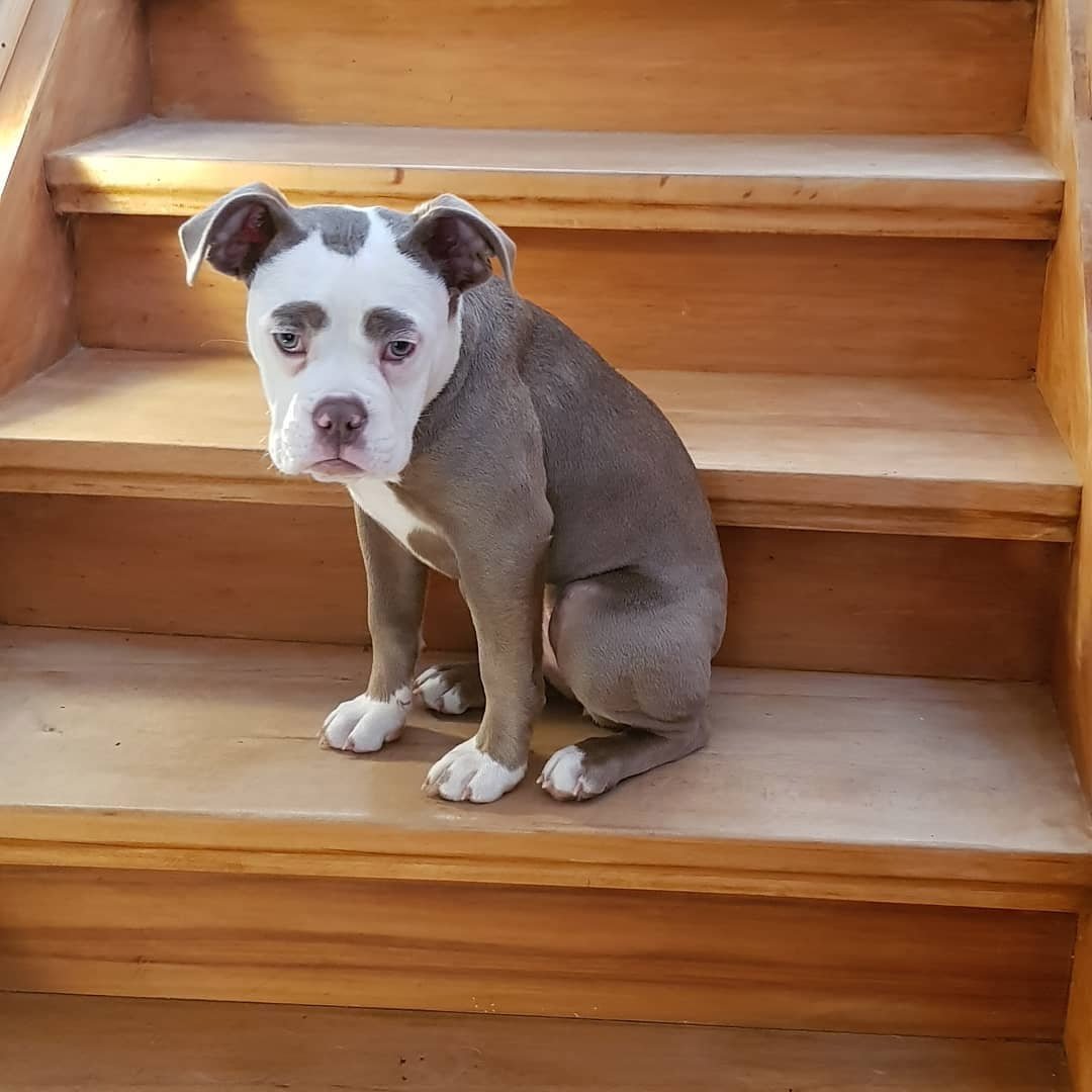 Perrita Madame Eyebrows