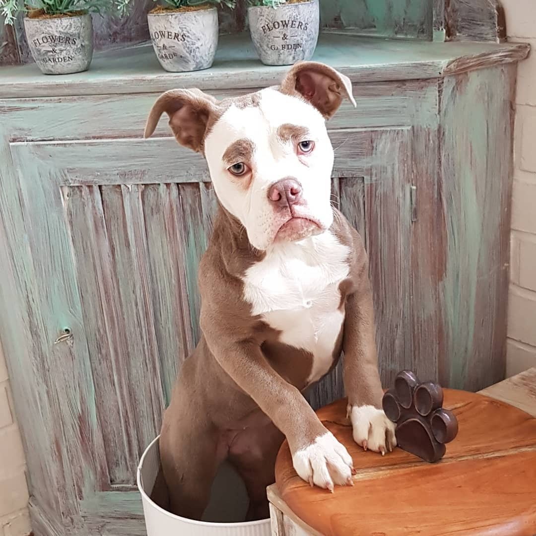Perrita con cara de tristeza