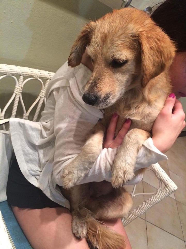 Perrita sin hogar rescatada Perrita sin hogar rescatada