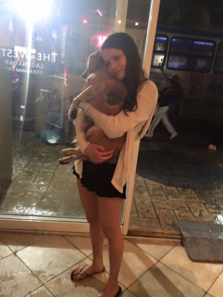Perrito sin hogar Perrito sin hogar