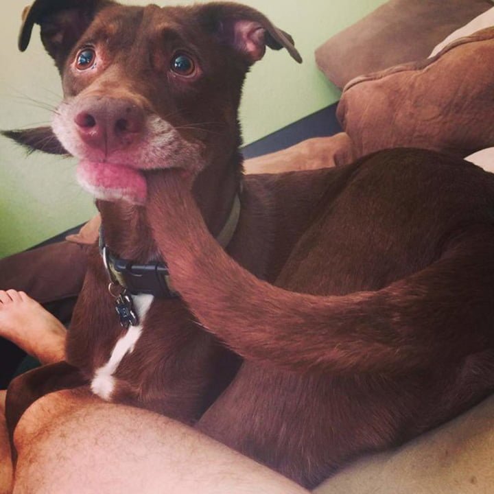 Perro atrapa su cola