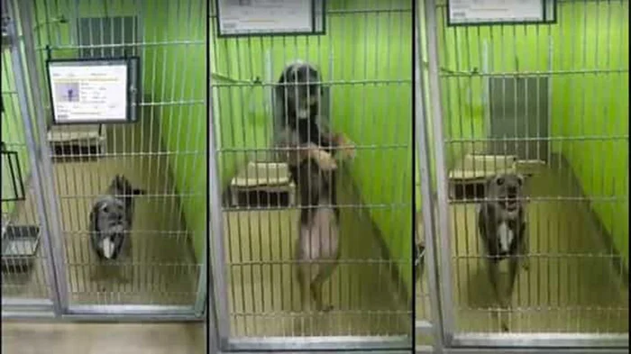 Perro baila Perro baila
