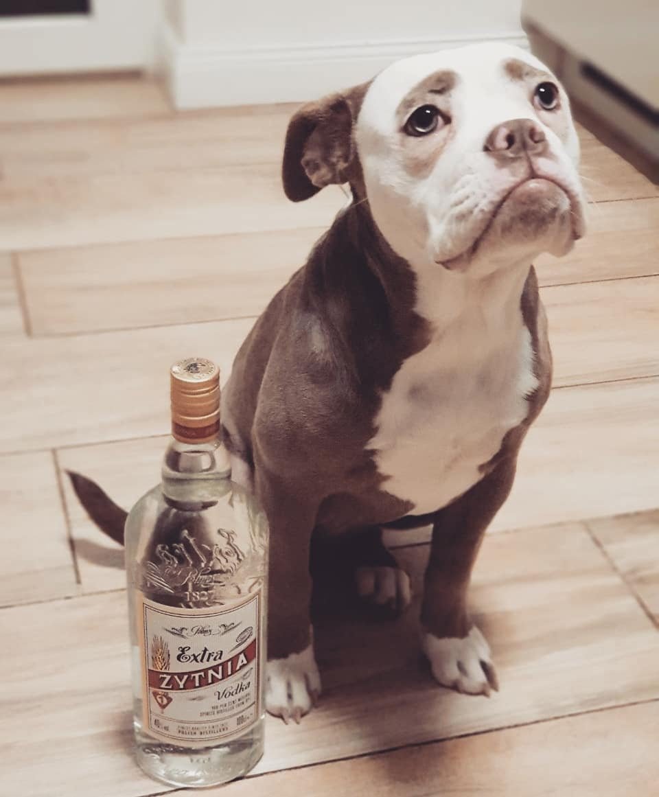 Perro con cara triste