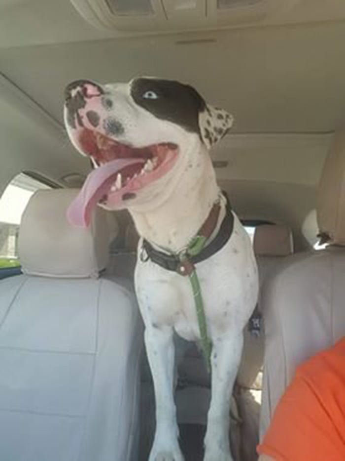 Perro es rescatado Perro es rescatado