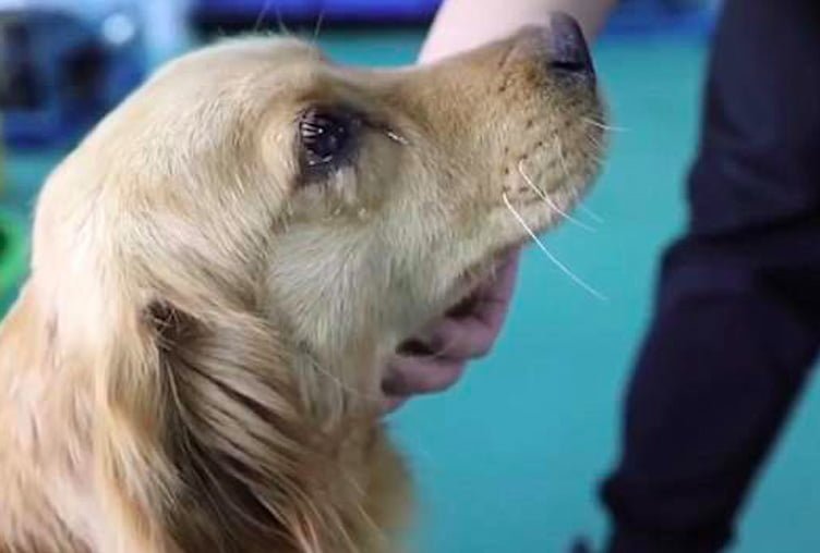 Perro llora