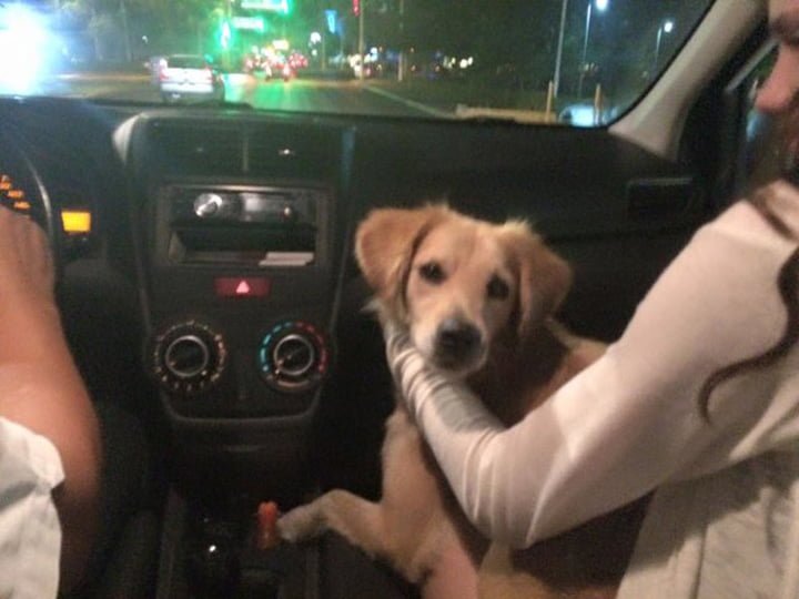 Perro rescatado Perro rescatado