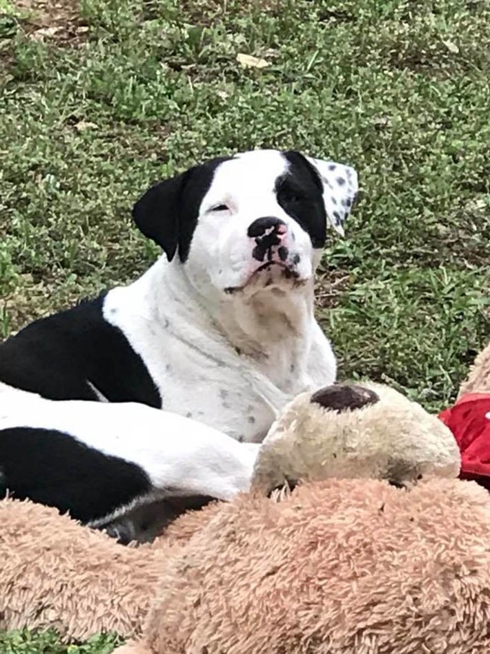Perro sin hogar y oso de peluche Perro sin hogar y oso de peluche