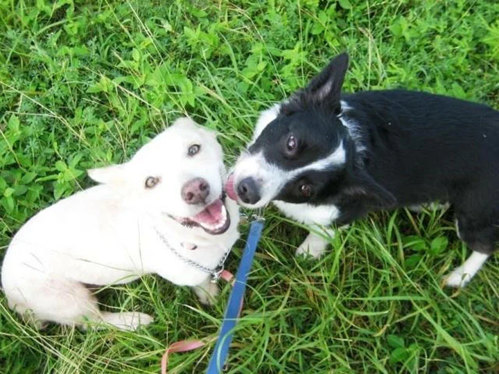 Perros de Jami