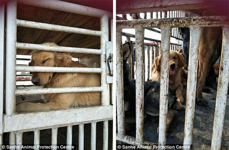 Perros en el comercio de carne chino Perros en el comercio de carne chino