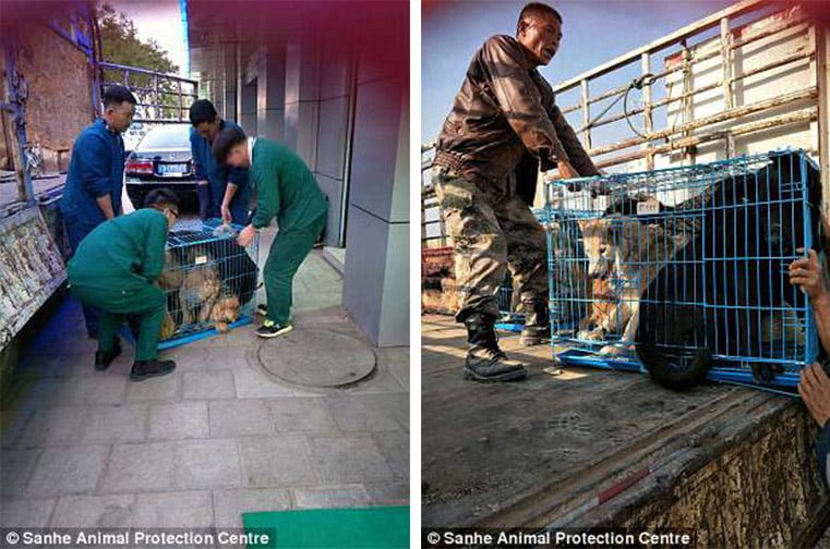 Rescate de perros Rescate de perros