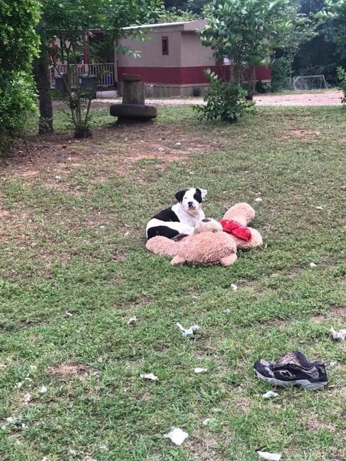 Teddy y su oso de peluche Teddy y su oso de peluche