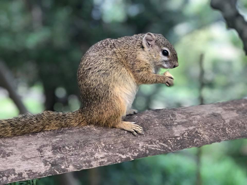 Ardilla en el árbol