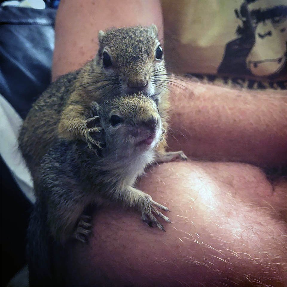 Ardilla y su bebé