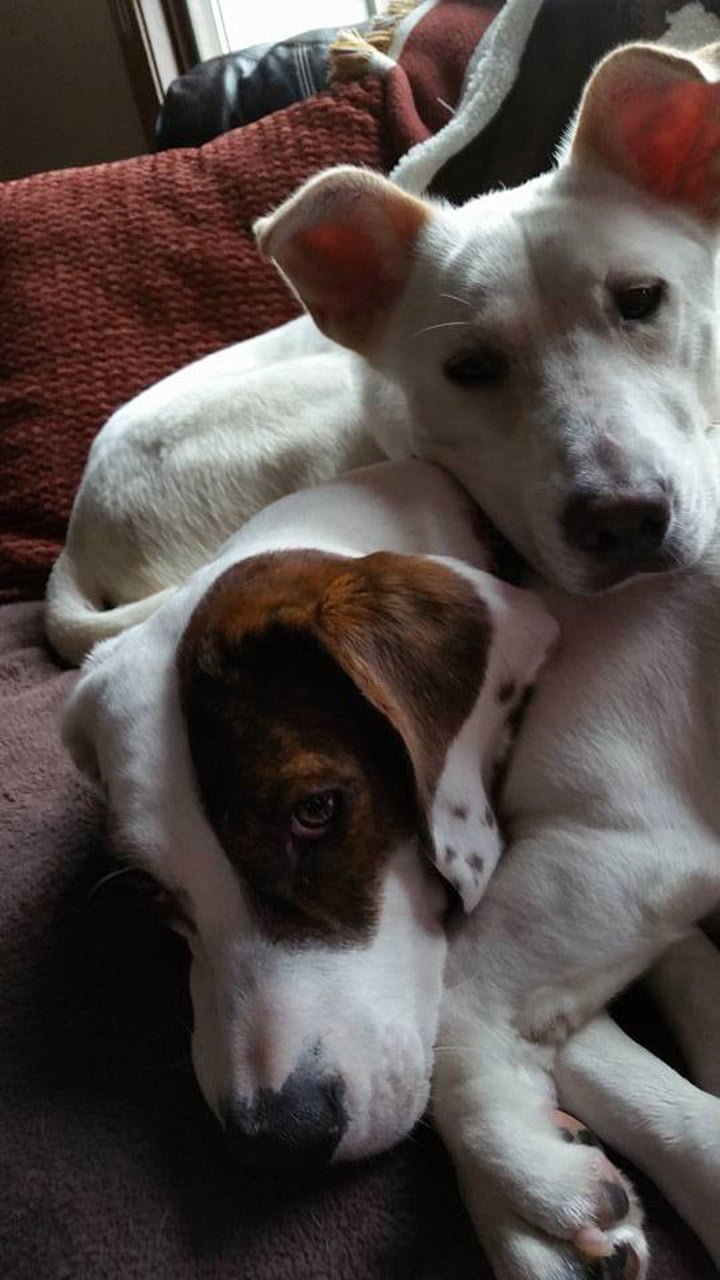 Aries y su hermano