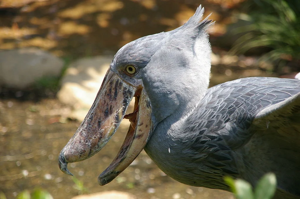 Balaeniceps rex